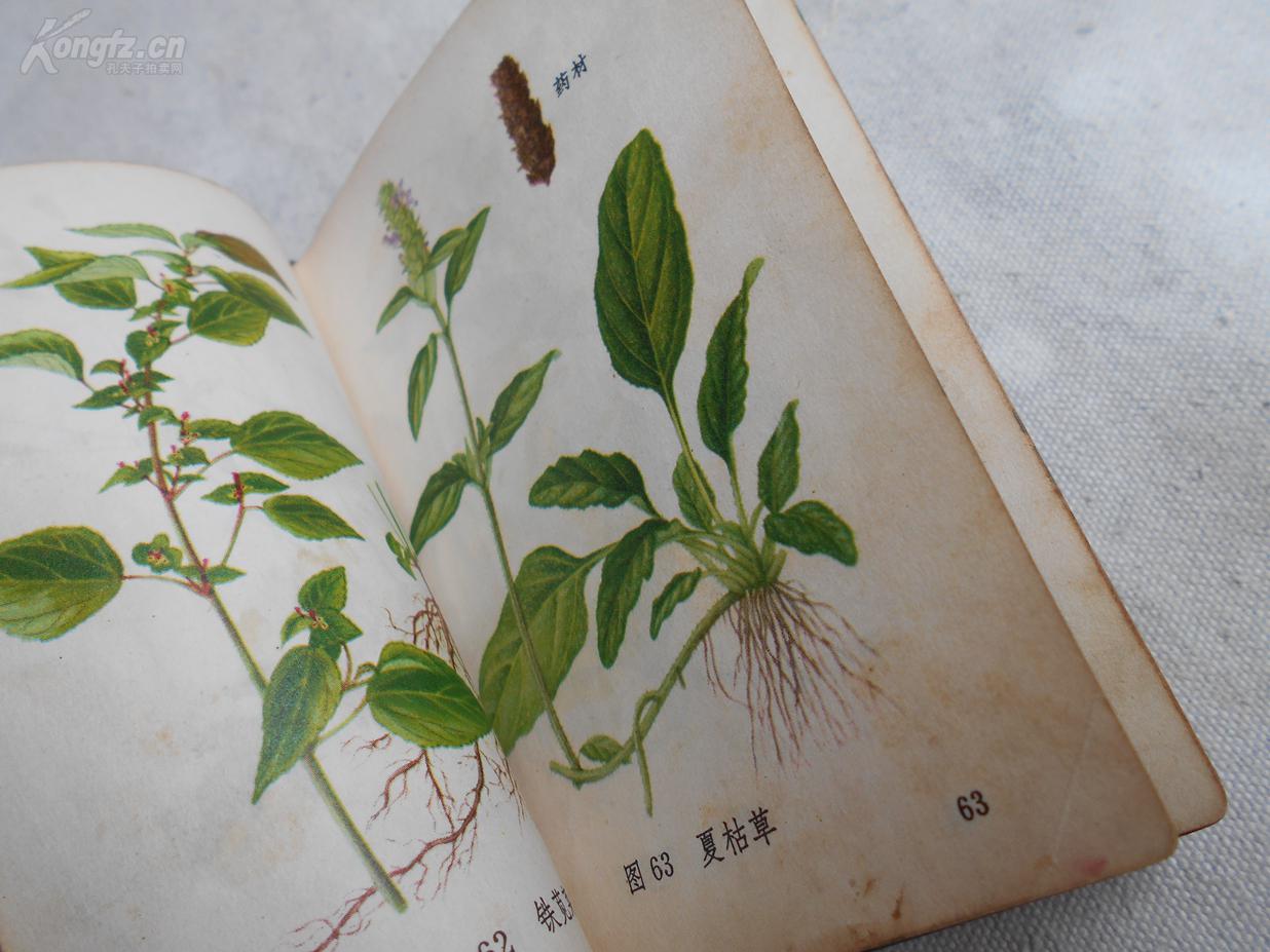 文革时期出版中医药精品《常用中草药图谱》(附中草药彩图228页)本书