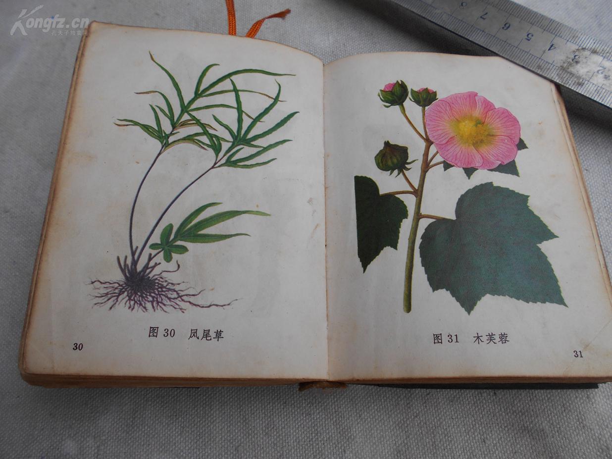 文革时期出版中医药精品《常用中草药图谱》(附中草药彩图228页)本书