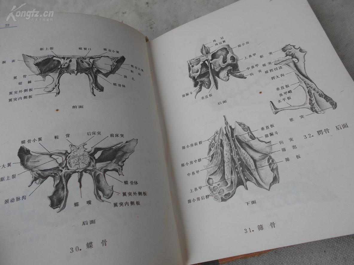 图谱人体解剖手绘图医务工作者简笔画《人体解剖图谱》人体解剖图谱