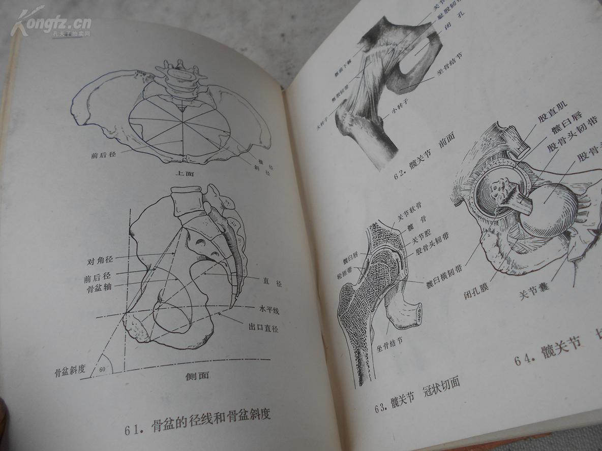 形态手绘医学生手绘图片人体解剖手绘优秀作品自己有个肺书本病例啥