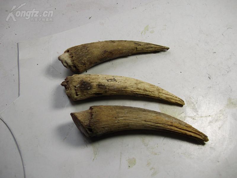 天然小羊角3枚