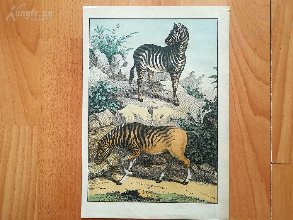 19世纪木刻版画《斑马(der zebra-手工上色,版画纸张尺寸29.