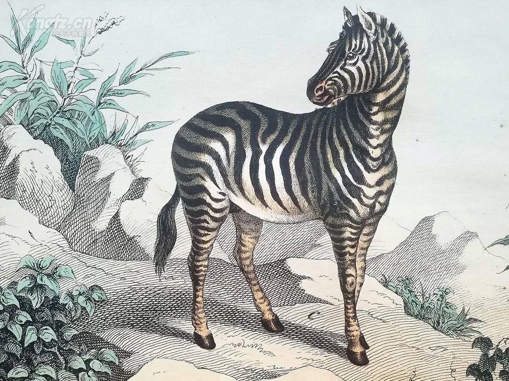 19世纪木刻版画《斑马》(der zebra)---手工上色,版画