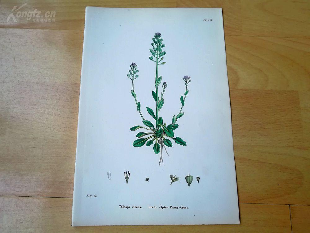 《英国植物学—绿色高山遏蓝菜》(green alpine penny cress)--铜版