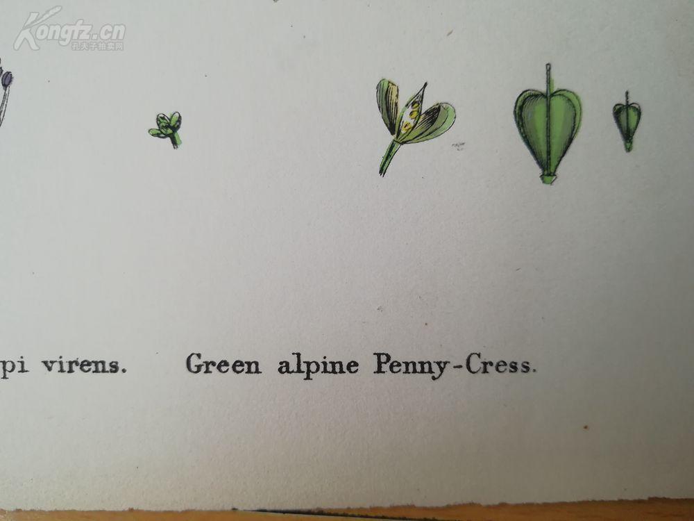 《英国植物学—绿色高山遏蓝菜》(green alpine penny cress)--铜版