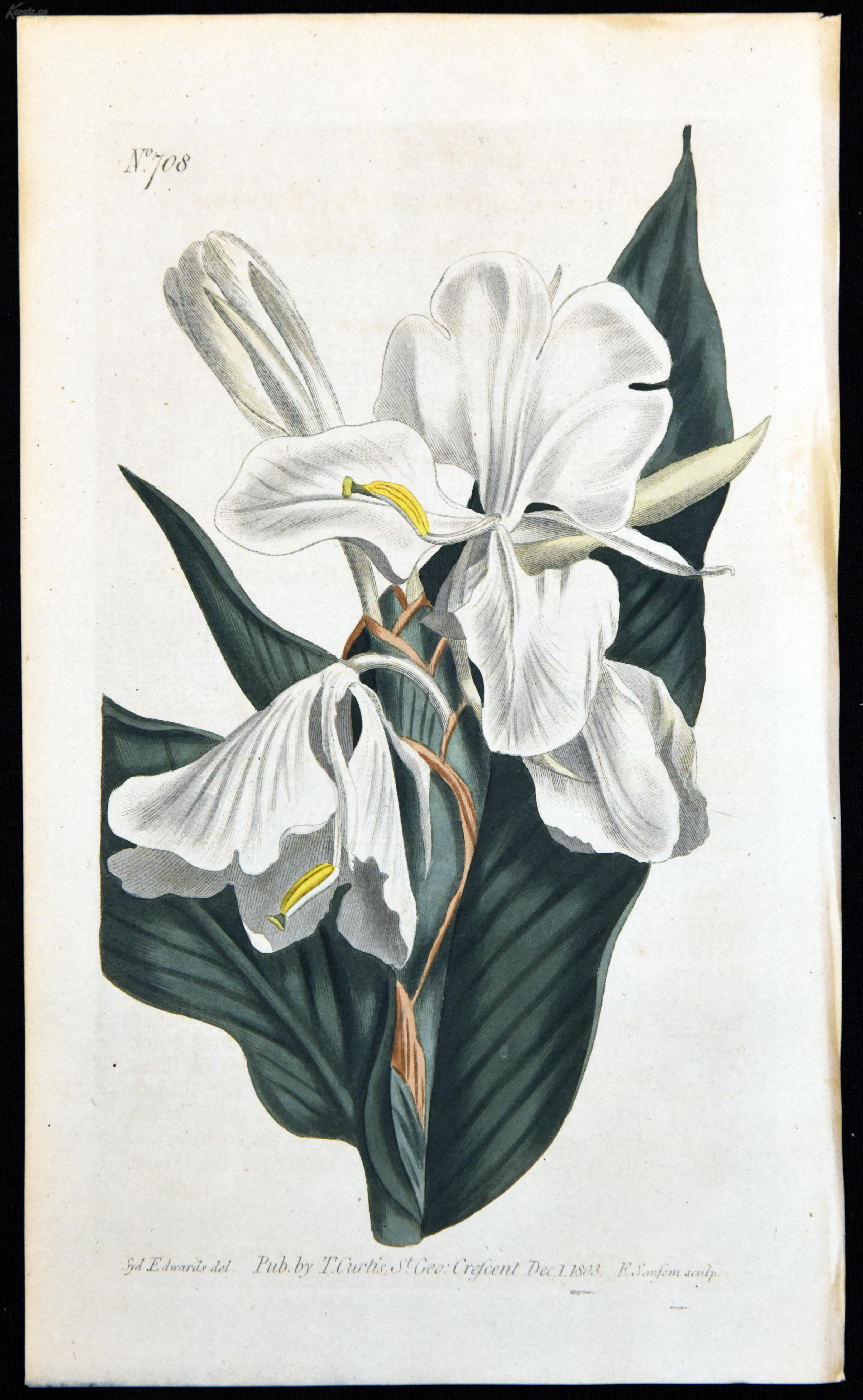 稀有精美图谱-1803年英国柯蒂斯植物铜版画708号-野姜