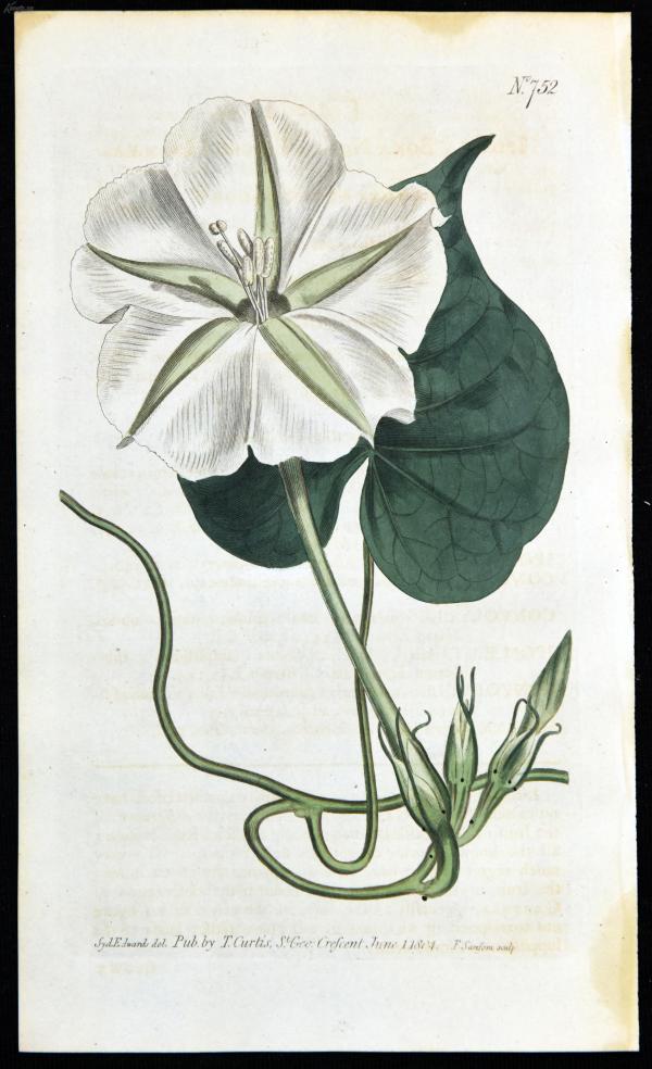 稀有1804年精美英国铜版画-柯蒂斯植物752 号  月光花,手工上色