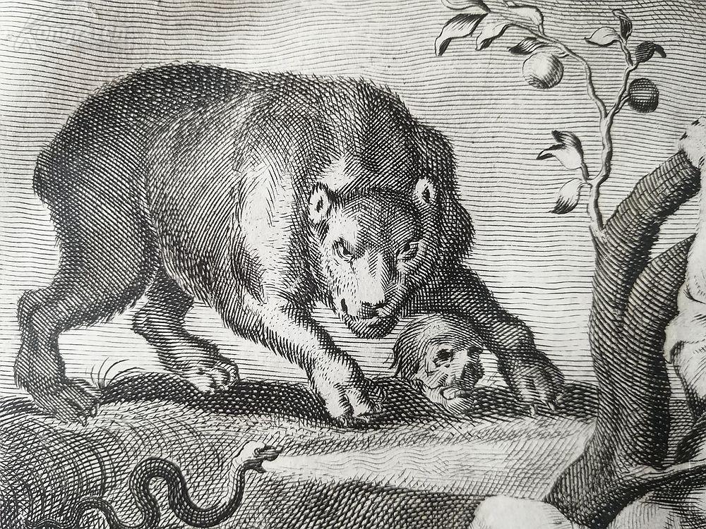 1712年铜版画雅各猫作品卷首2版画纸张4225厘米