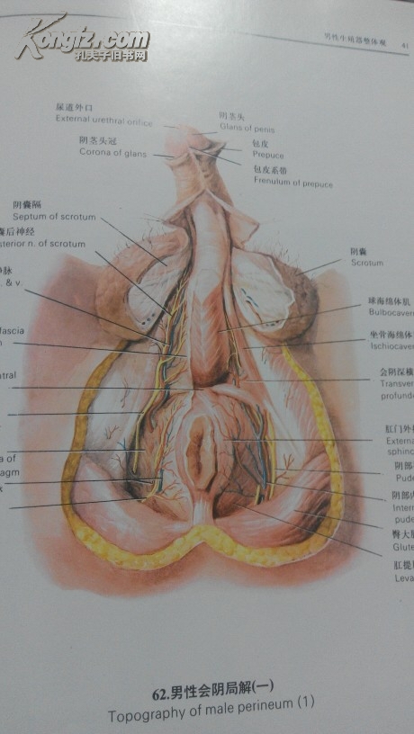 人类生殖调节图谱