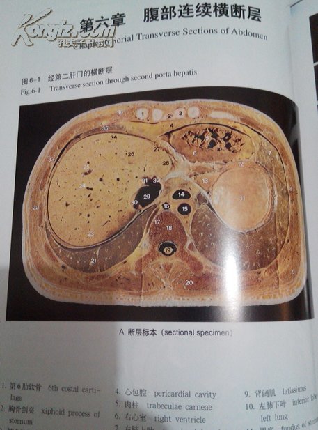 人体断层解剖学图谱