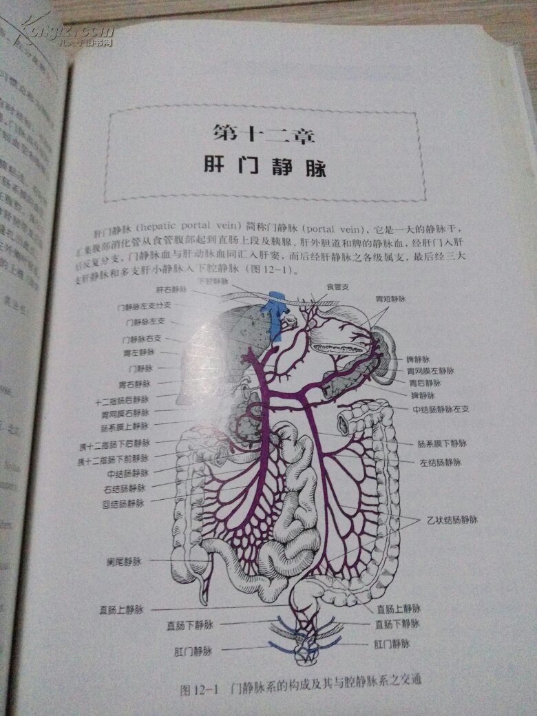 本书内容包括:音乐啤酒,腹前外侧壁,腹股沟区,花园,腹膜潞港腹腔概况腹部怎么样图片