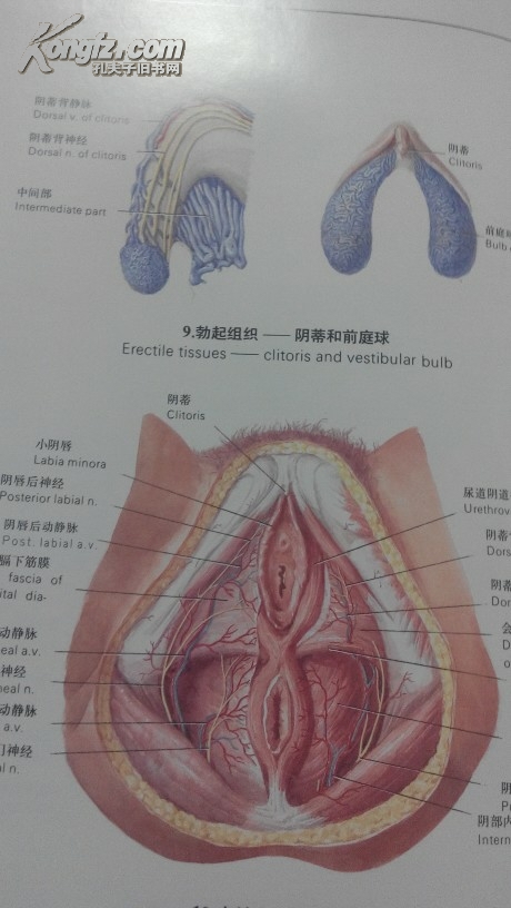 人类生殖调节图谱