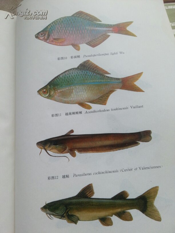 贵州鱼类志