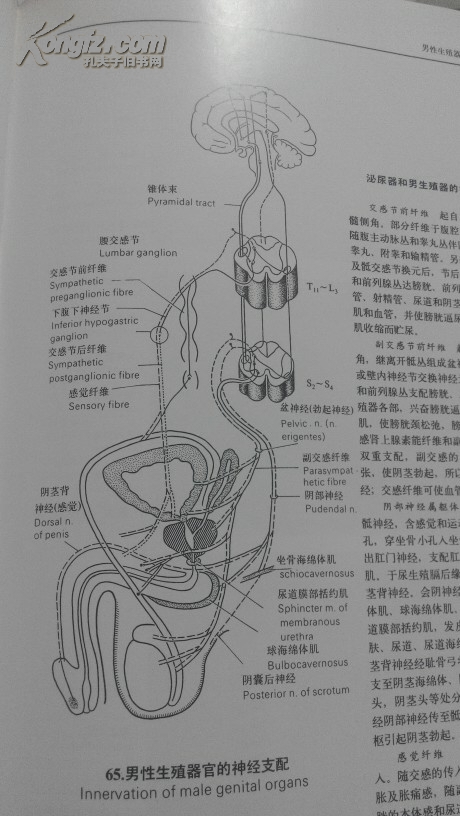 人类生殖调节图谱