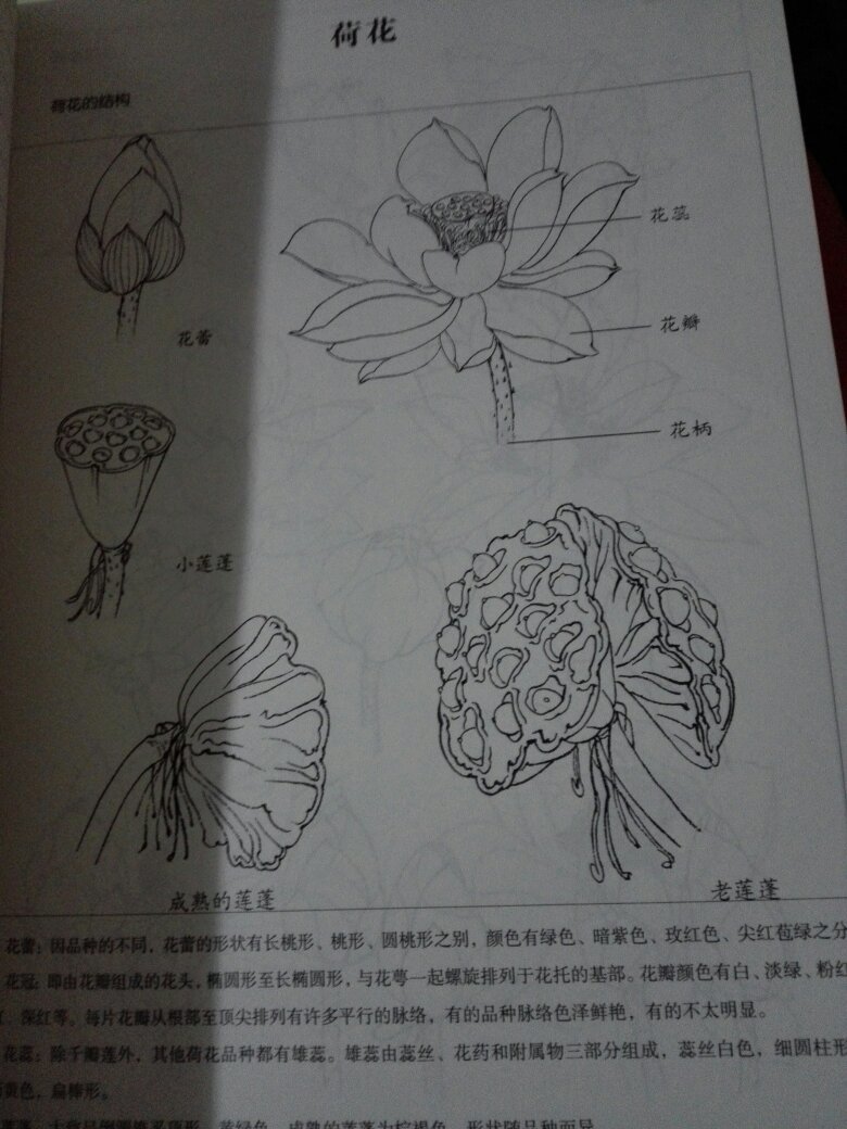 名家线描图谱四季荷花