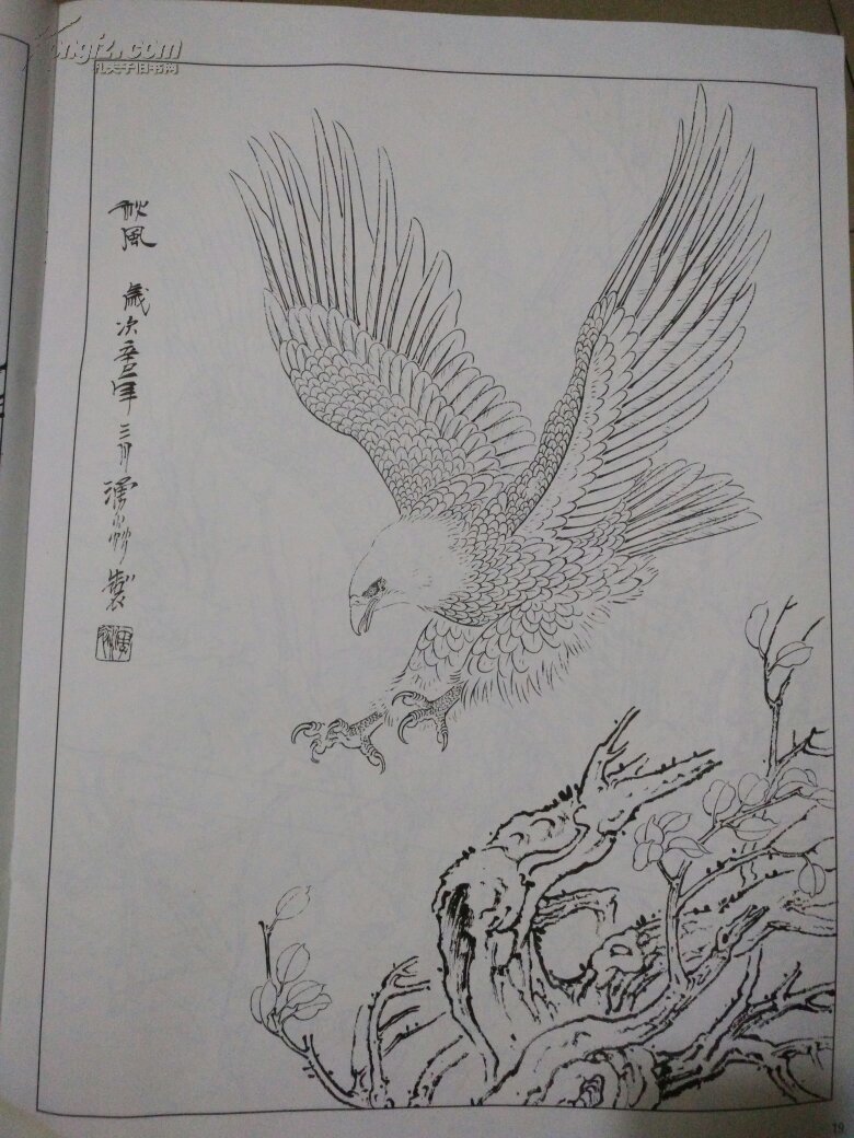 《正版4开大图》 天津杨柳青美术教学示范作品-鹰的白描画稿