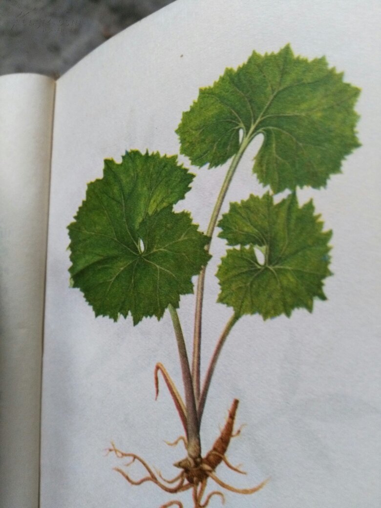 婺源常用蛇药