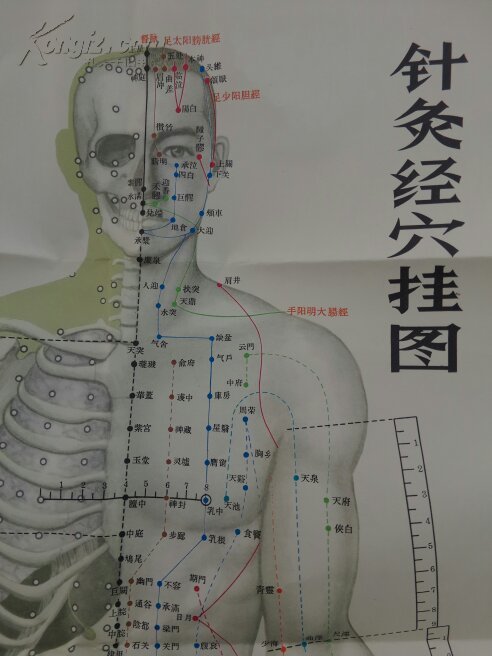 《针灸经穴挂图》1965年版