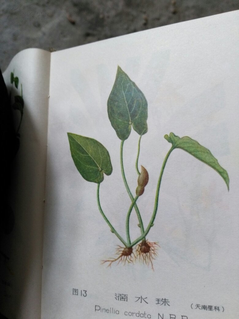 婺源常用蛇药