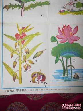 教学挂图\植物怎样传播种子
