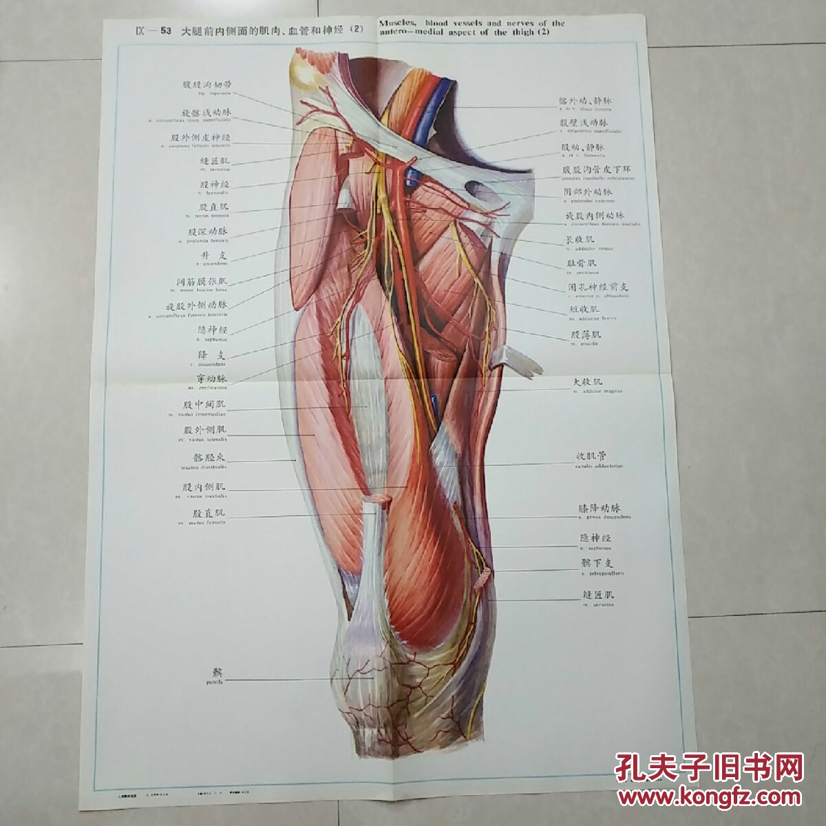 人体解剖挂图lx一53,大腿前内侧面的肌肉,血管和神经