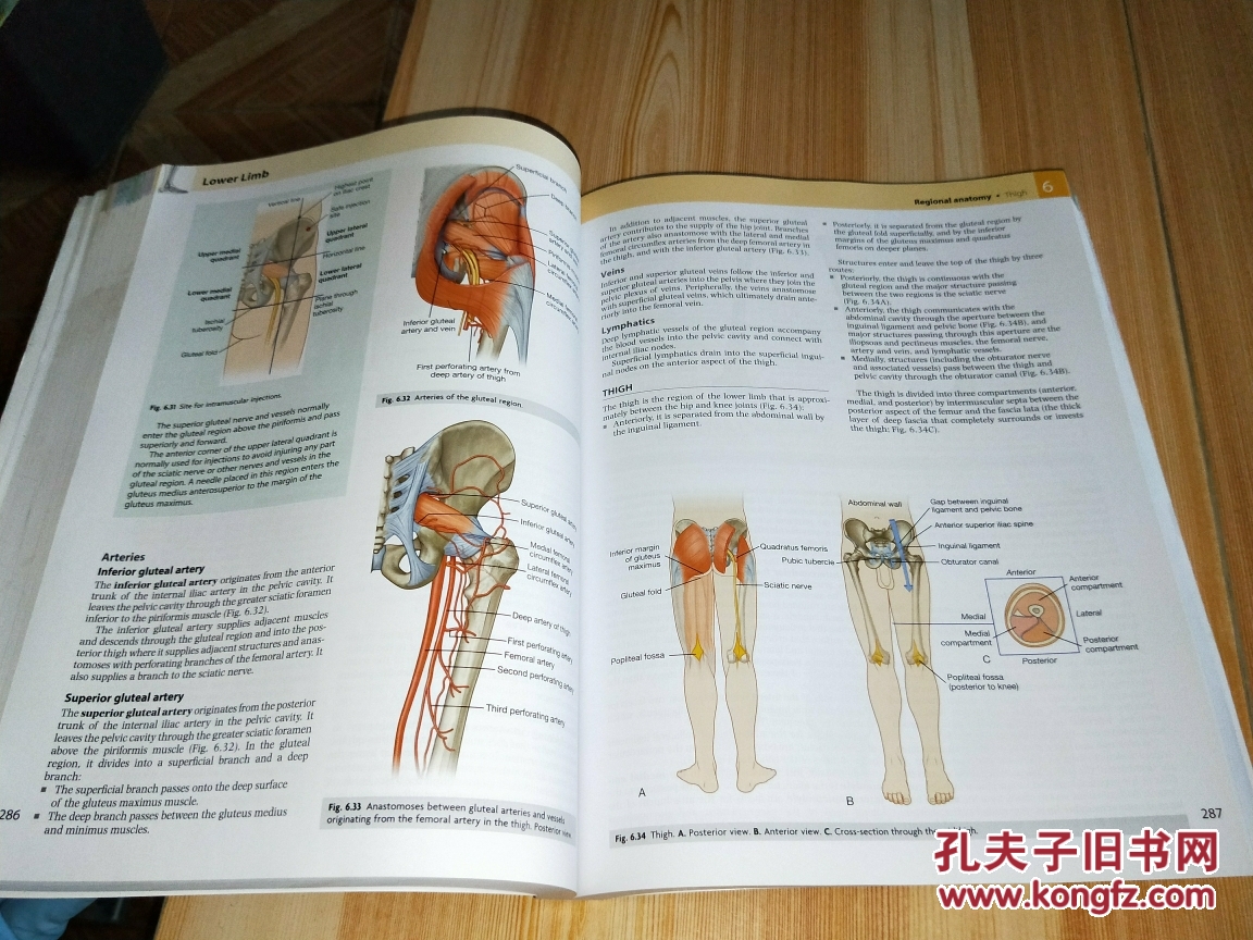 国外经典医学教材改编·影印系列:格氏解剖学基础教程