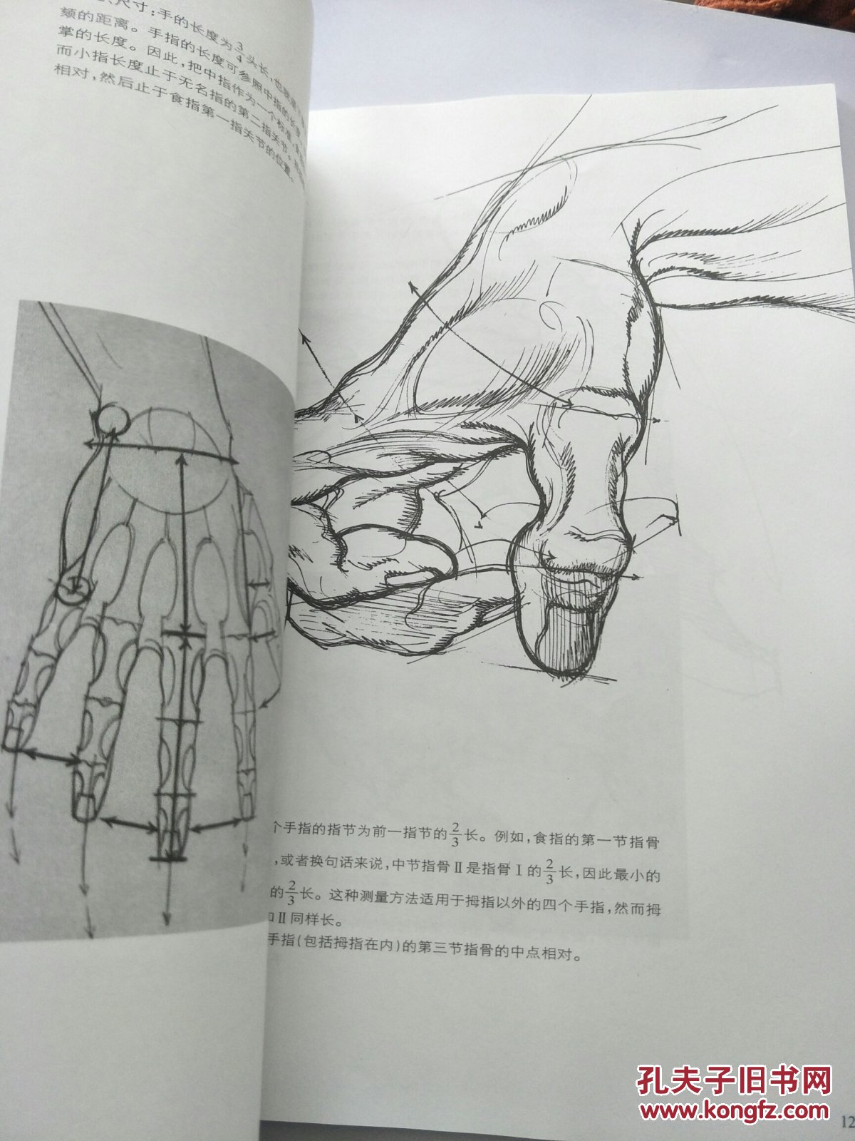 动态素描·人体解剖