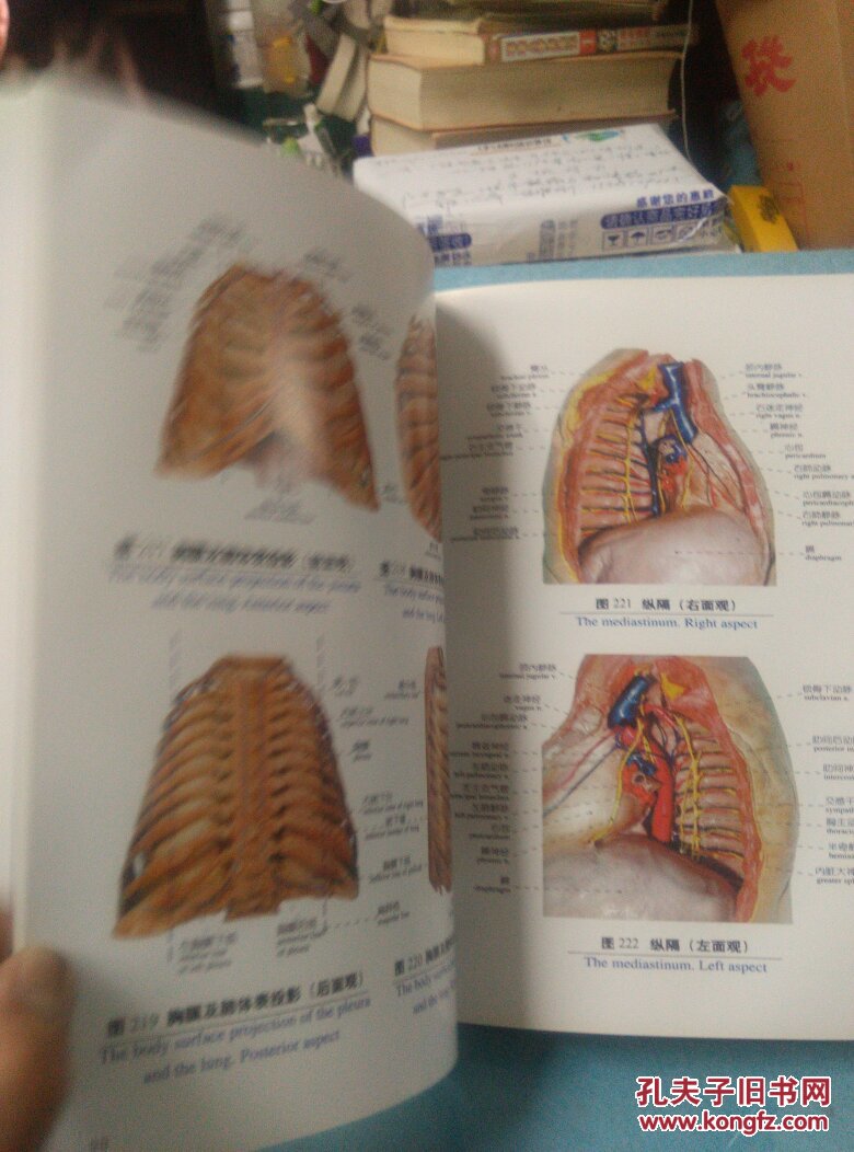 人体解剖学实物图谱供医学生学习参考