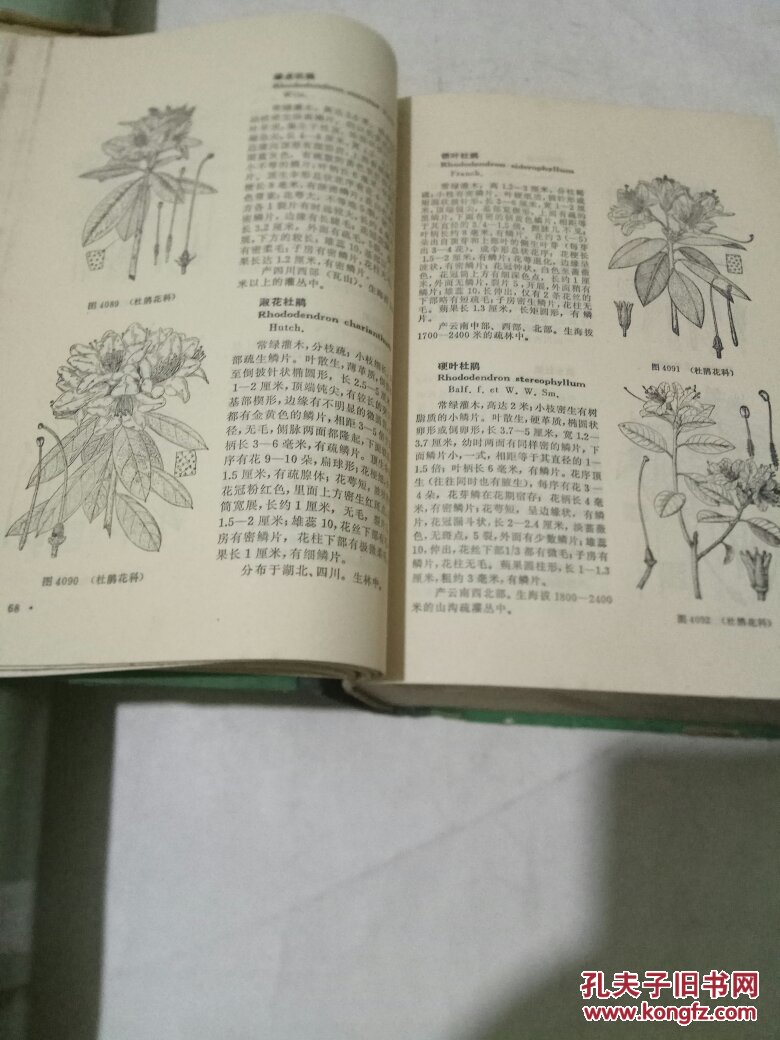 中国高等植物图鉴第三册