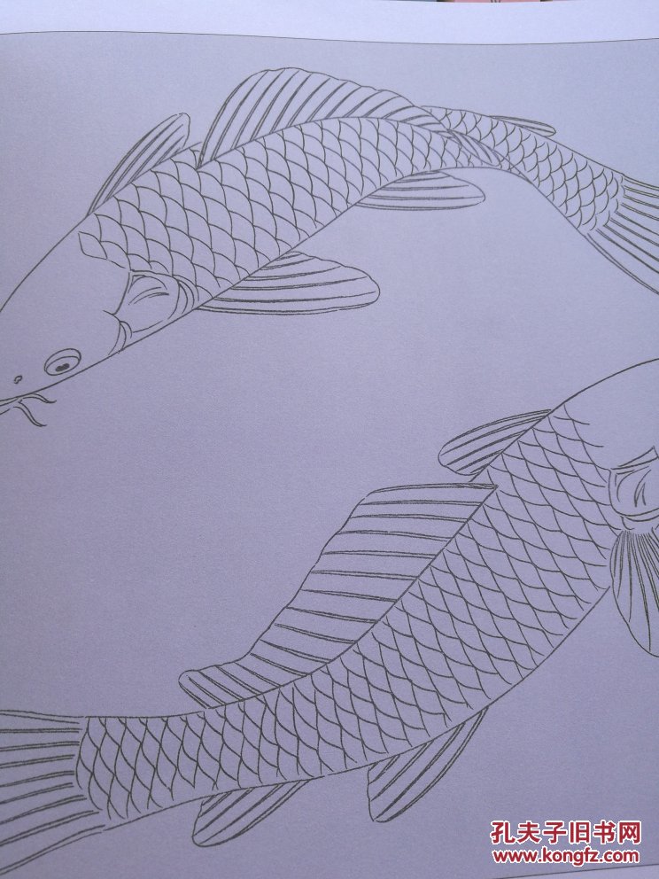 实用白描画稿. 鲤鱼百态
