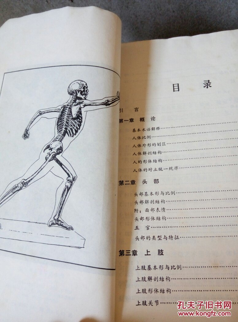 艺用人体结构