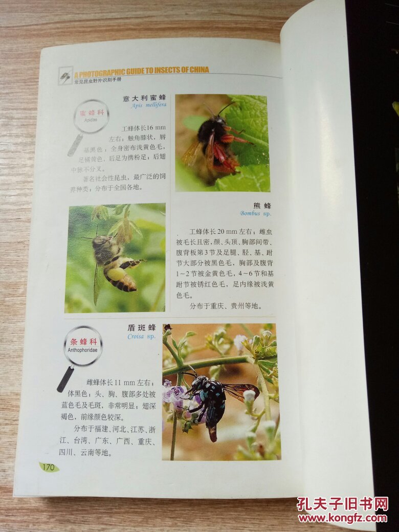 好奇心书系:常见昆虫野外识别手册