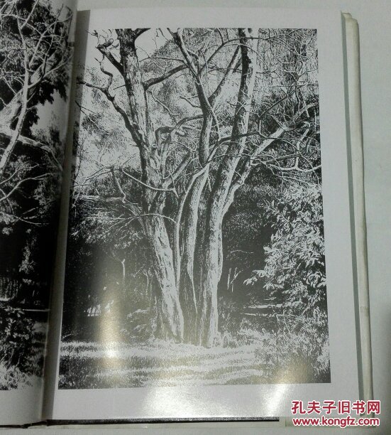 鲁愚力钢笔画与技法 〔精装 〕看图定品相
