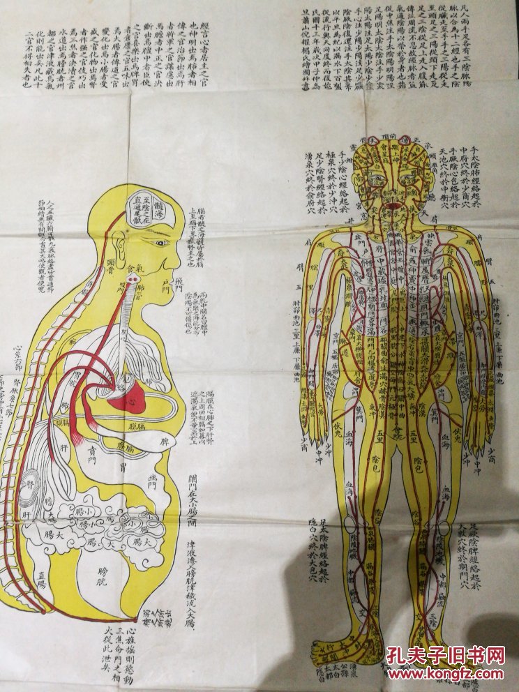 正人明堂图脏腑明堂图尺幅大小77x52cm