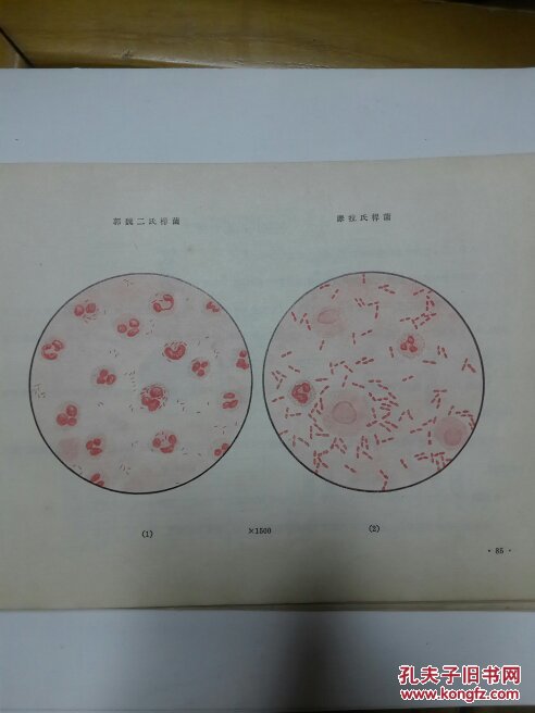 【图】医用细菌真菌学检查图解_人民卫生出版
