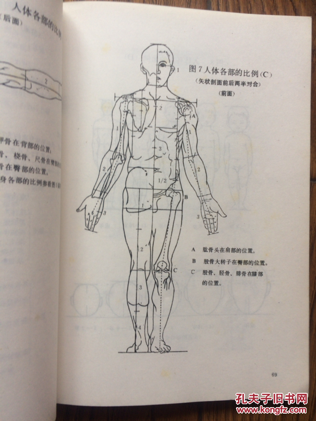 人体造型解剖学