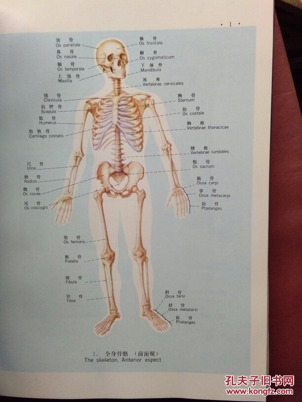人体解剖彩色图谱(ρp4)