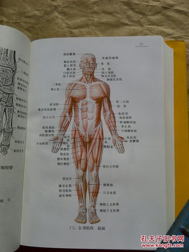 新编人体解剖图谱(全书共收录彩色及黑白图谱近900幅