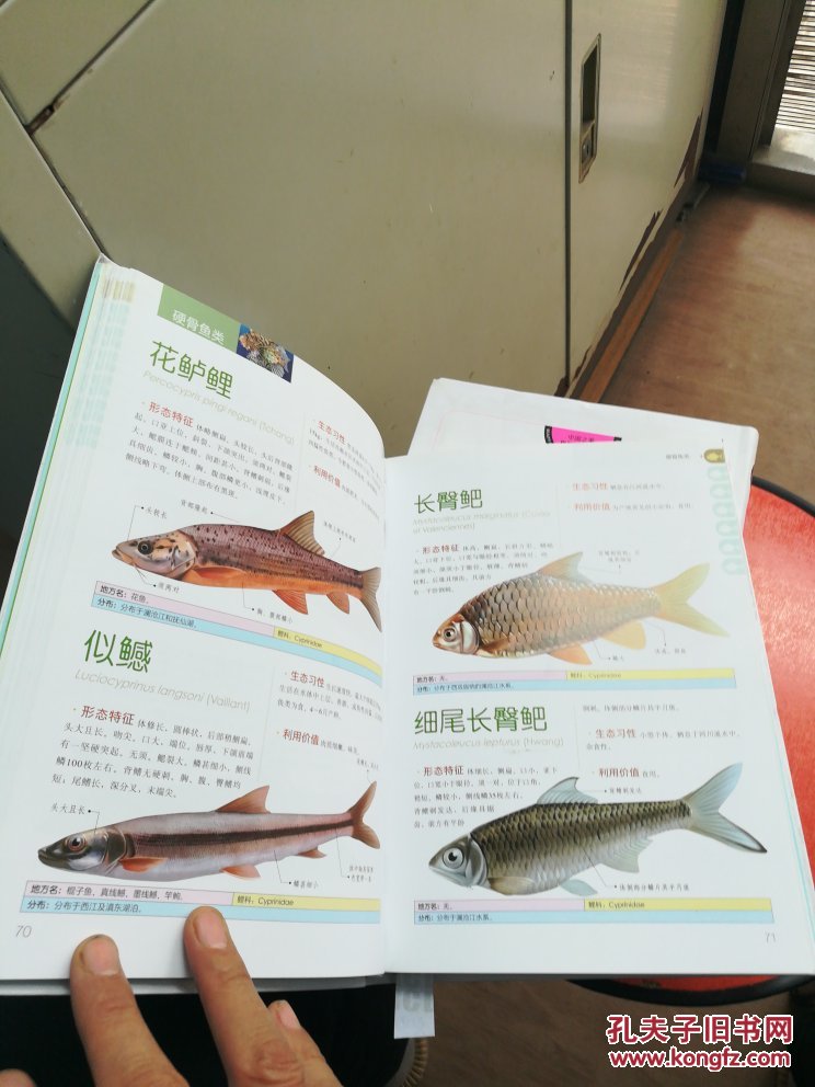 中国鱼类图鉴实物图
