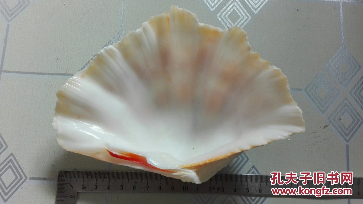 一对贝壳标本