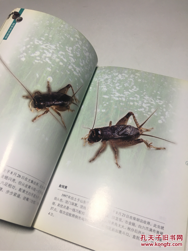 蟋蟀将军图谱(第二版)现货拍摄 品佳