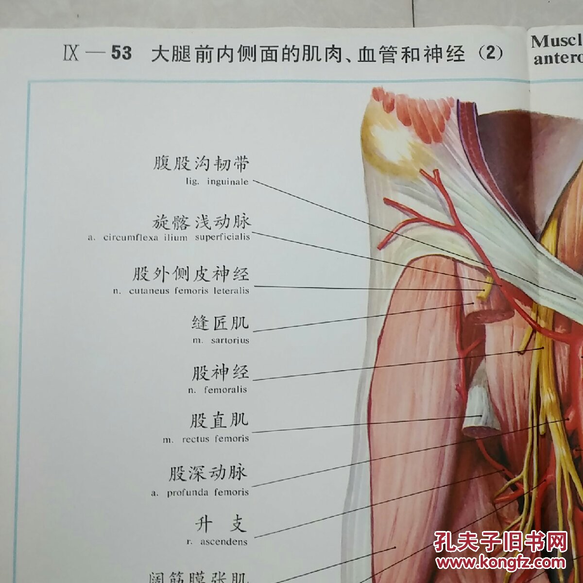 人体解剖挂图lx一53,大腿前内侧面的肌肉,血管和神经