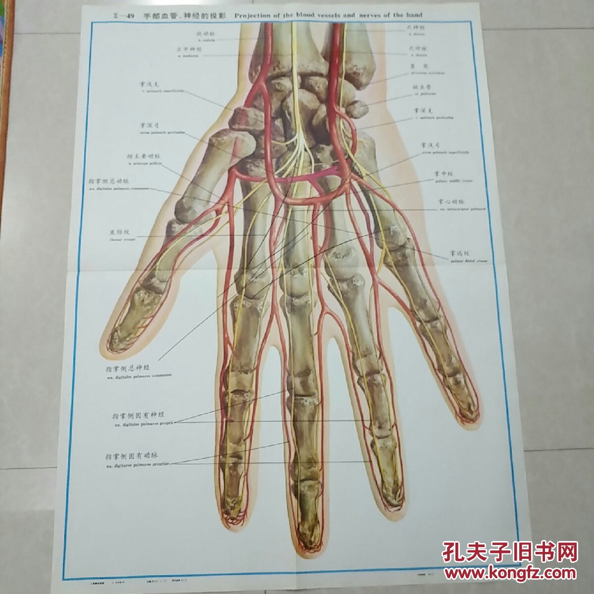 人体解剖挂图lx一49,手部血管,神经的投影