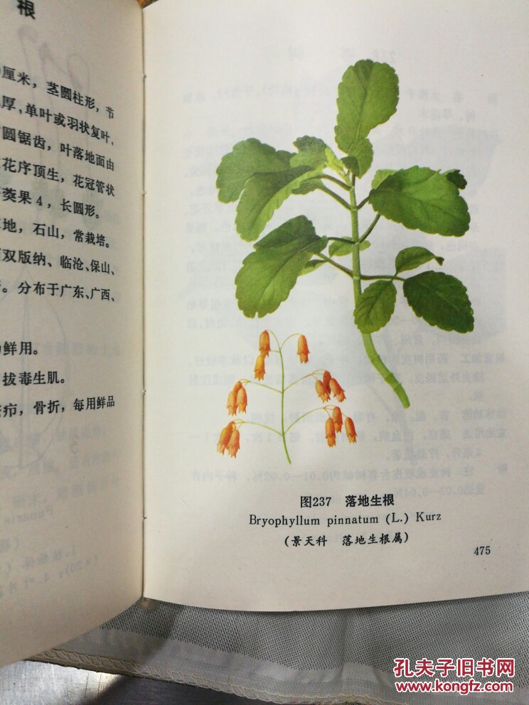 云南中草药选续集