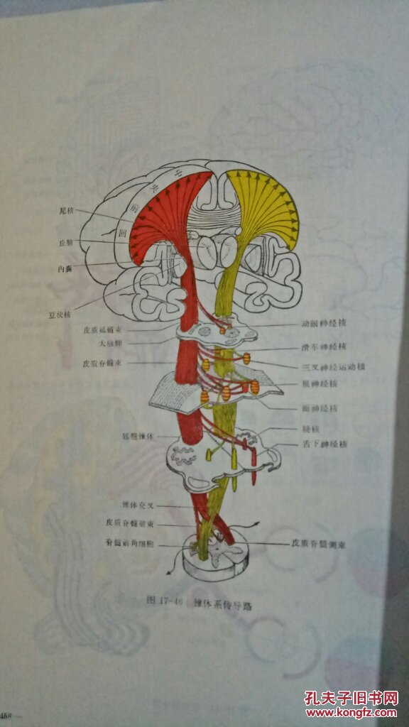 人体形态学