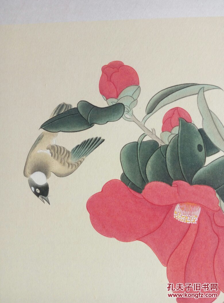 红山茶花工笔画