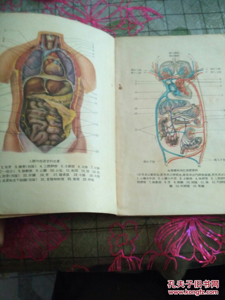 《人体解剖生理学》高级中学课本:大32开1956.8四版三