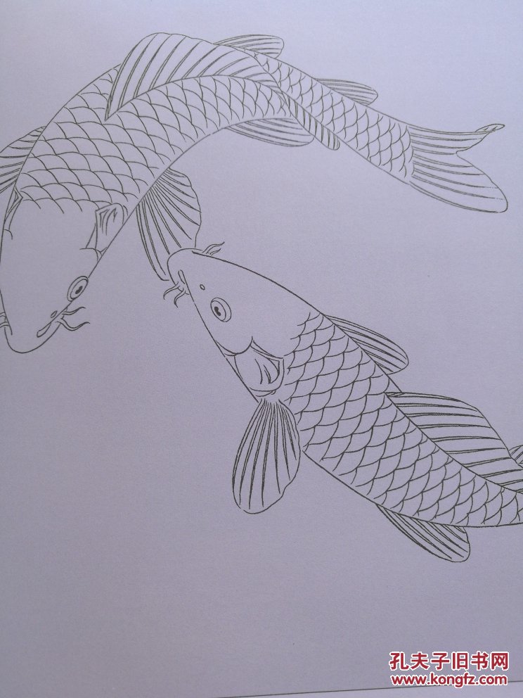 实用白描画稿. 鲤鱼百态