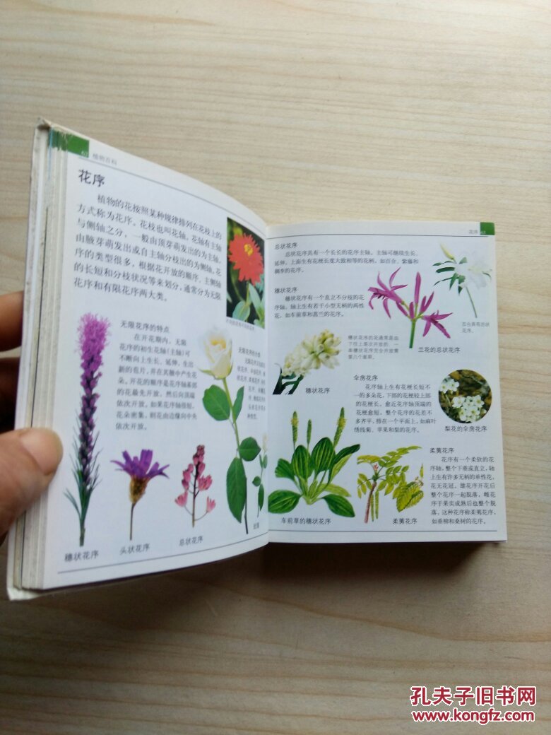 彩图mini百科全书.植物百科