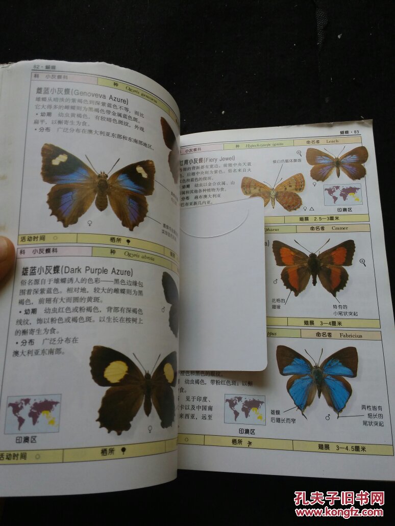【图】蝴蝶:全世界500多种蝴蝶的彩色图鉴_中国友谊